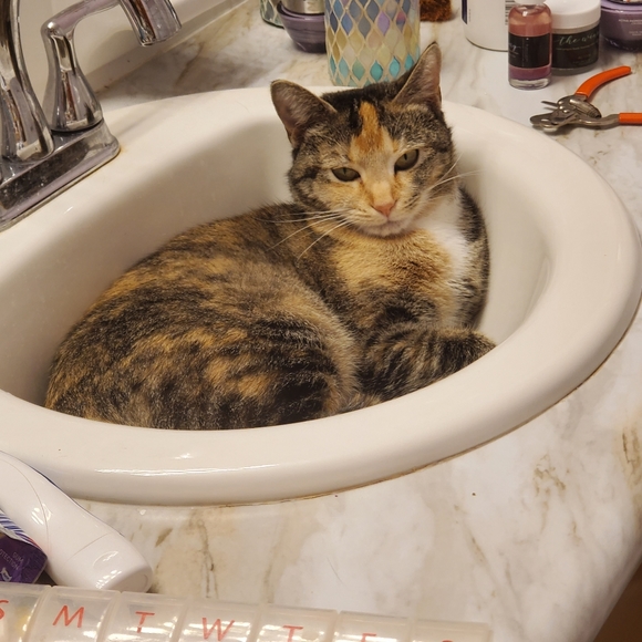 Meet your Posher, Dawn - Picture 1 of 1